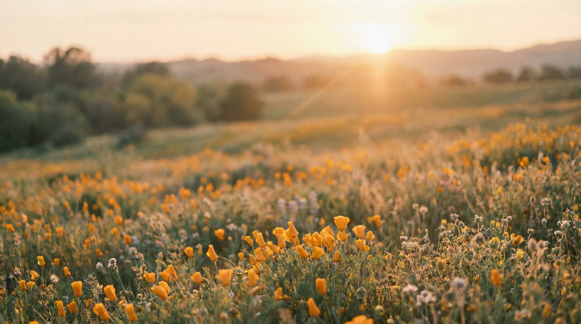 Field of warm yellow California poppies at golden hour